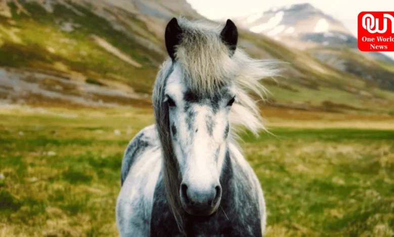 breeds of horses in india