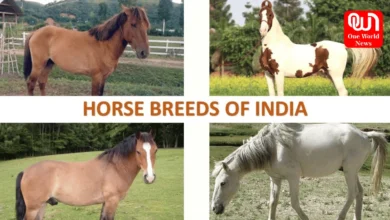 Top 10 Horse Breeds in India