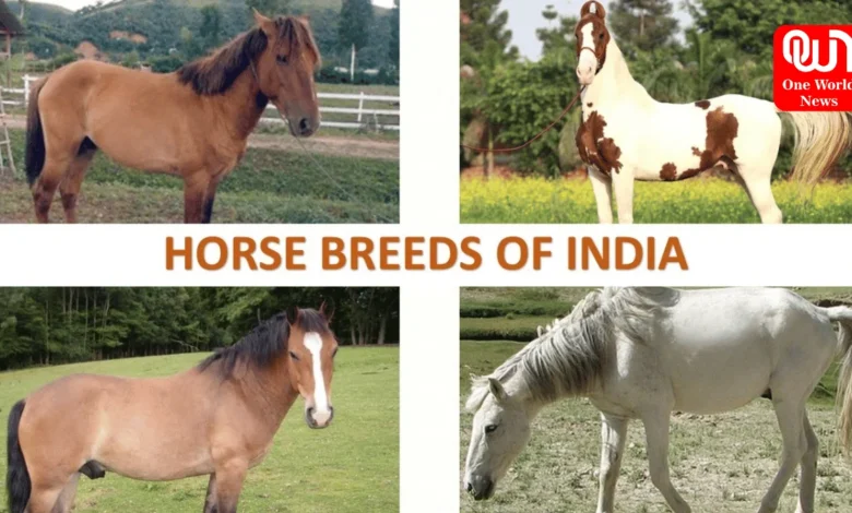 Top 10 Horse Breeds in India