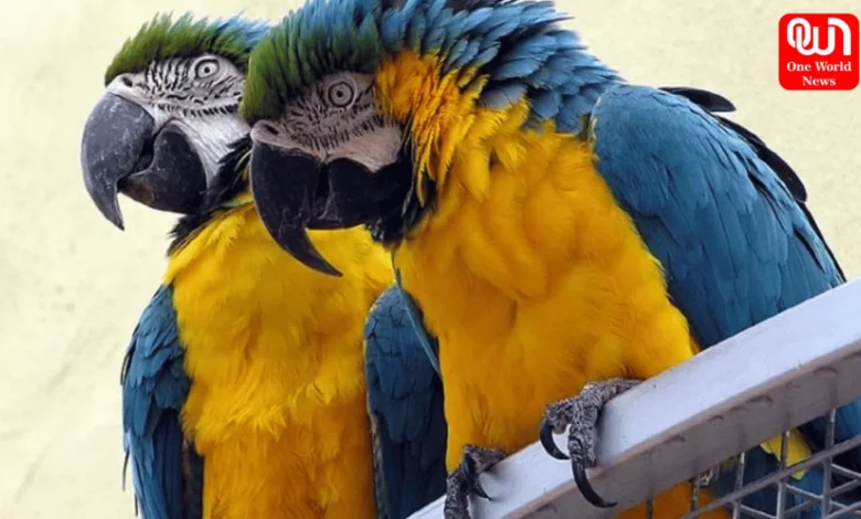 Animals That Live More Than 100 Years