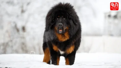 Most Expensive Dog Breeds