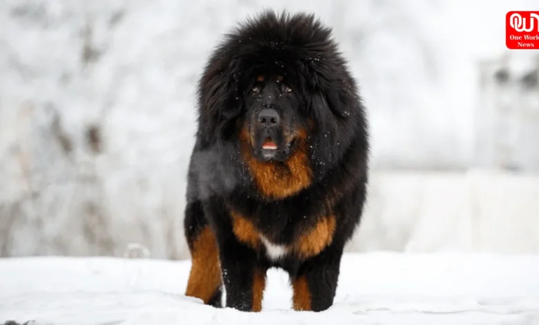 Most Expensive Dog Breeds