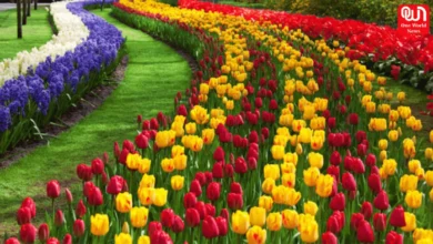 Tulip gardens in india