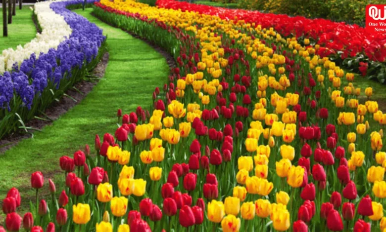 Tulip gardens in india
