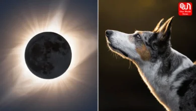 pets during solar eclipse
