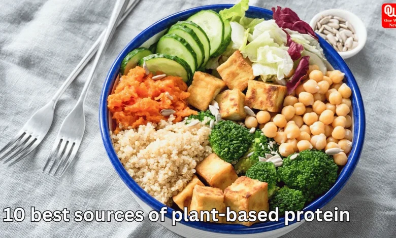 plant based protein