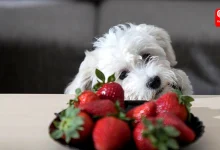 can dogs eat strawberry tops