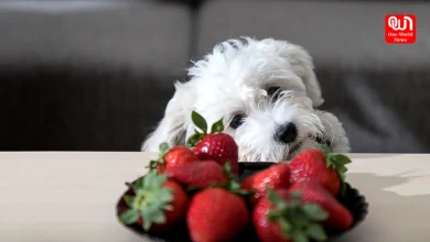 can dogs eat strawberry tops