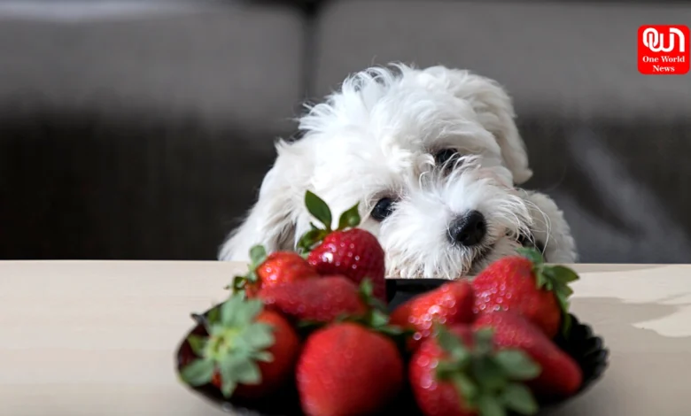 can dogs eat strawberry tops