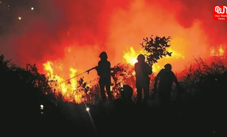 Forest Fire