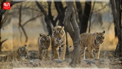 wildlife safari in Asia