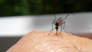 Mosquito Bites