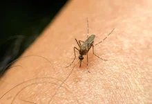 Mosquito Bites