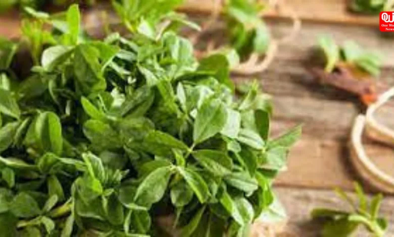 Nature's Remedies 5 Medicinal Leaves to Help Reduce High Cholesterol Naturally