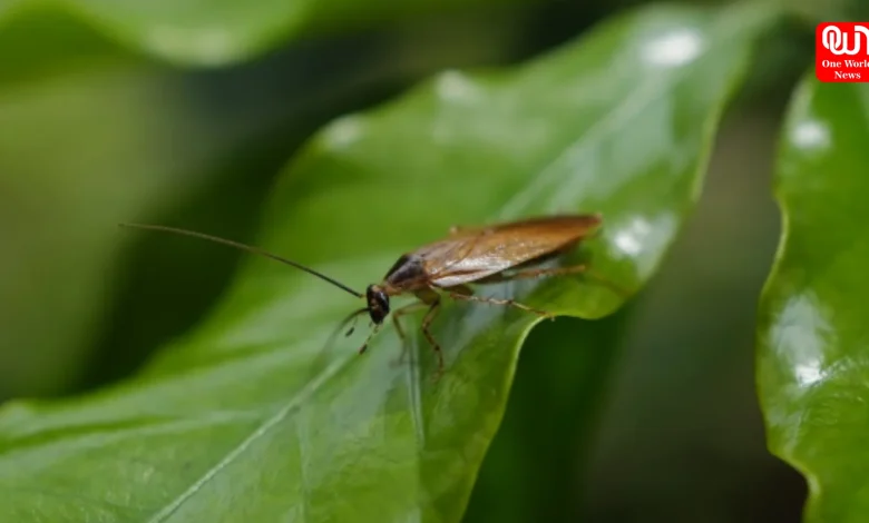 Pest Control