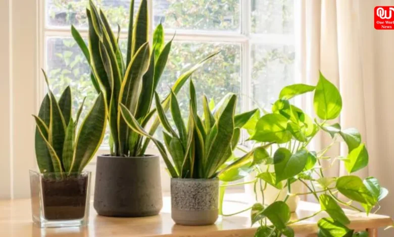 Indoor plants