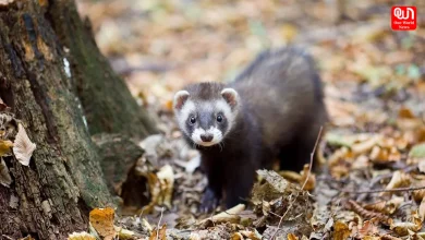 National Ferret Day