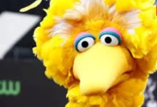 Big Bird to Beyoncé