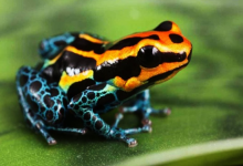 Bright Frog