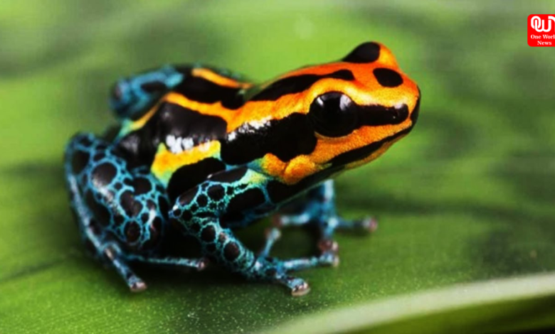 Bright Frog