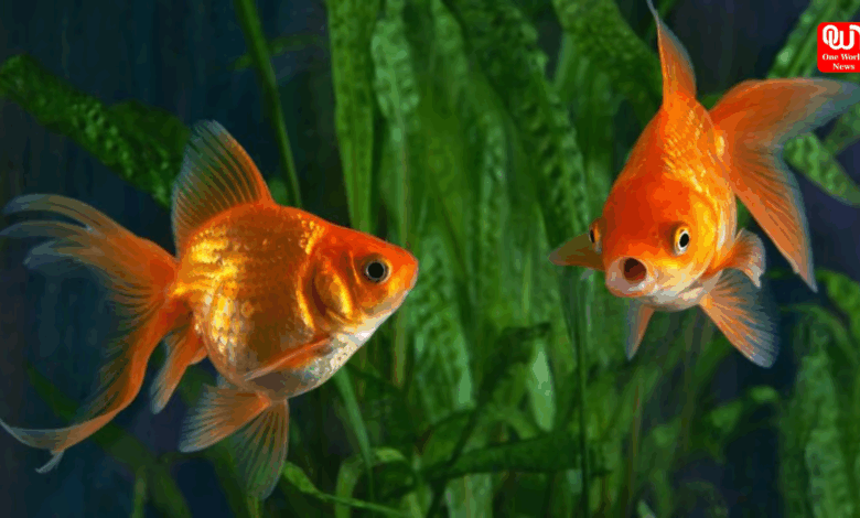 Goldfish Aquarium Prep