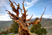 Methuselah