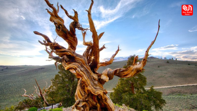 Methuselah