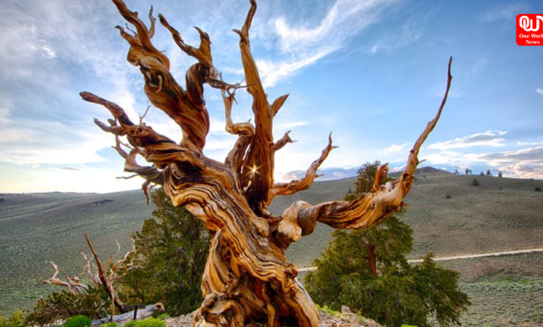 Methuselah