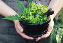 National Herb Day