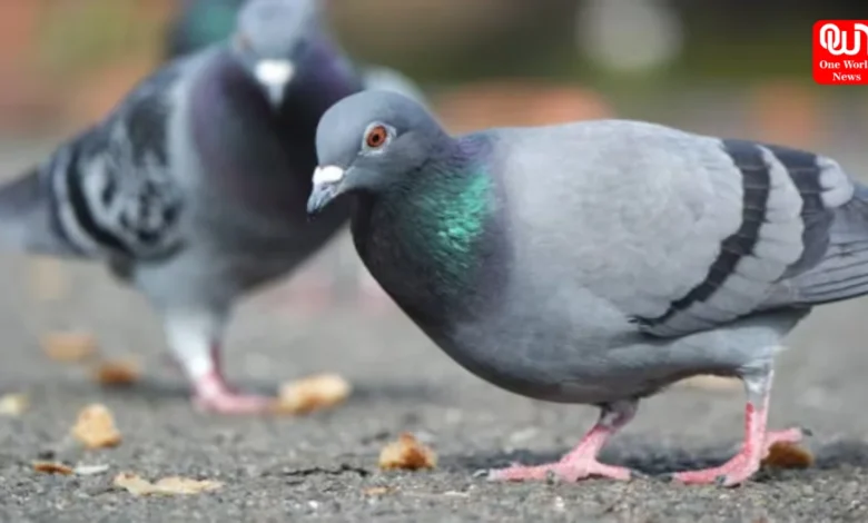 No More Pigeons