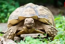 Oldest Living Animals