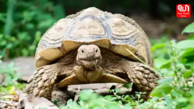Oldest Living Animals