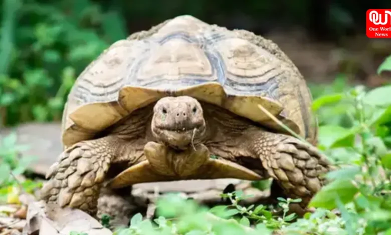 Oldest Living Animals