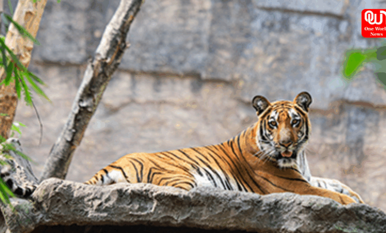 Zoo and Aquarium Month