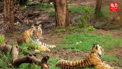 Jungle Safaris