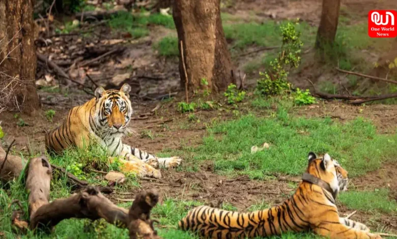 Jungle Safaris