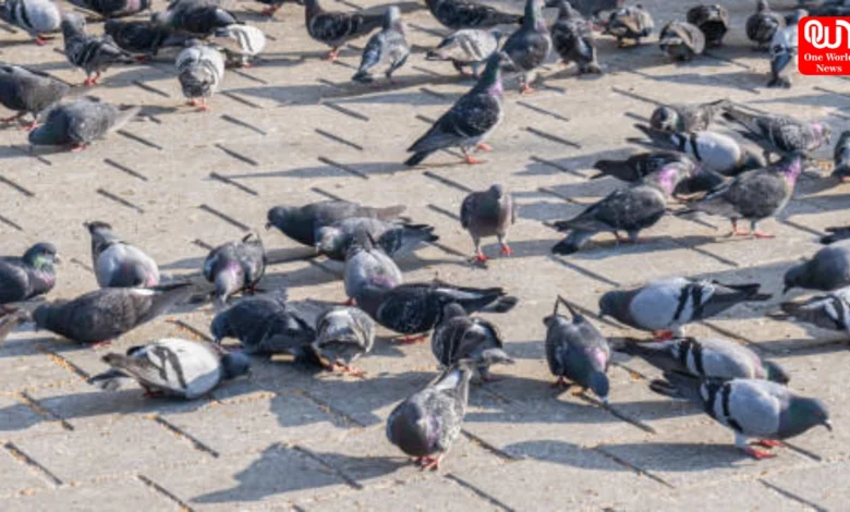 Pigeon