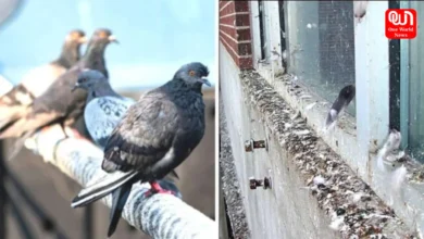 Pigeons