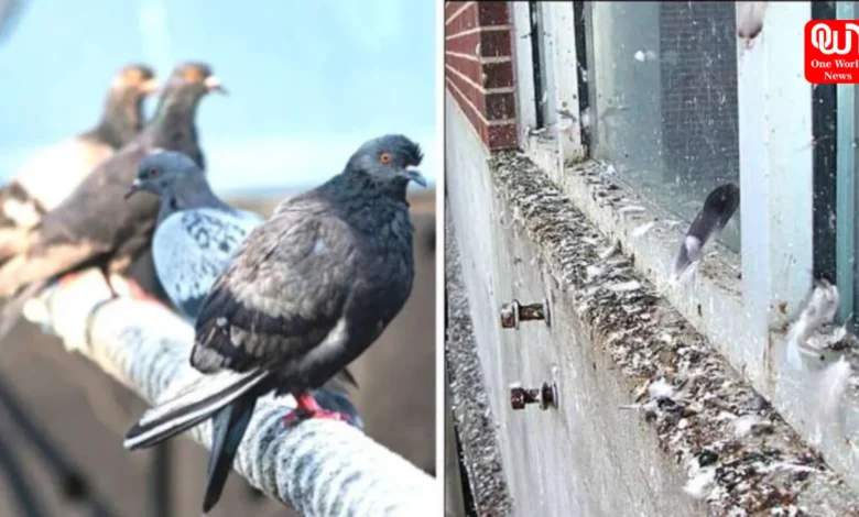 Pigeons