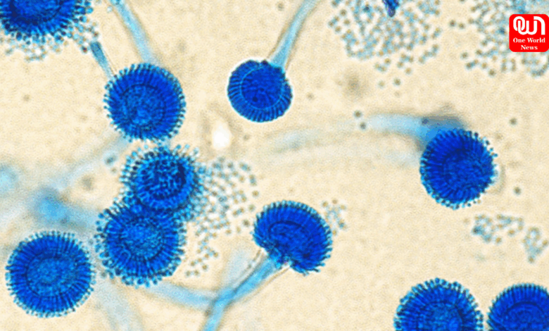 aspergillus fumigatus