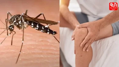 Chikungunya This Monsoon
