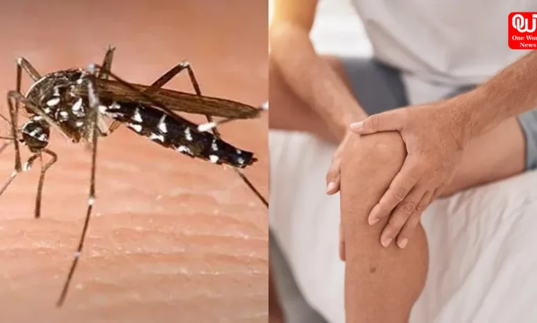 Chikungunya This Monsoon