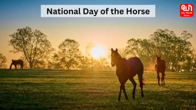 Horse Day