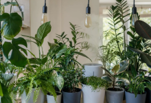 Lucky Plants