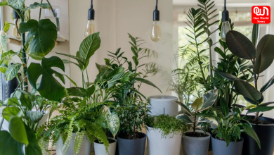 Lucky Plants