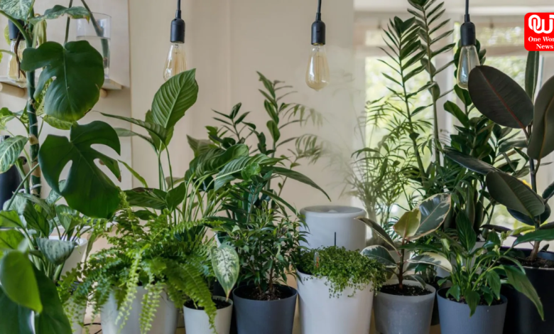 Lucky Plants