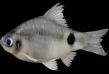 New Fish Species