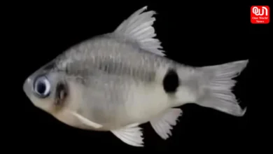 New Fish Species