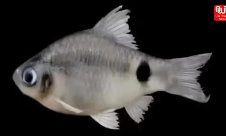 New Fish Species
