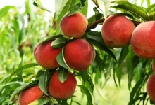 Peaches in Monsoon